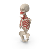 Human Female Torso Skeleton with Respiratory System PNG & PSD Images