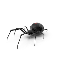 Latrodectus Spider with Fur PNG & PSD Images