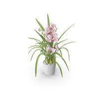 Orchid Pot Flower Pink Fur PNG & PSD Images