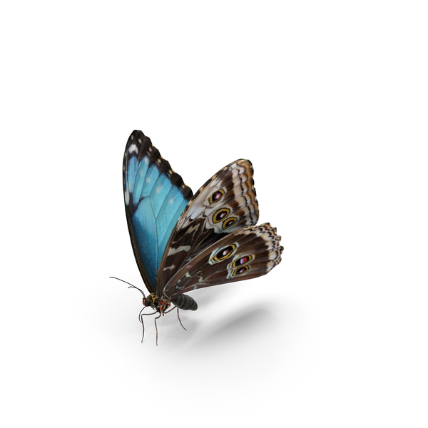 Peleides Blue Morpho Butterfly with Fur PNG & PSD Images