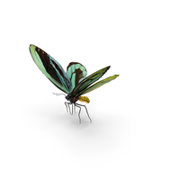 Queen Alexandras Birdwing Flying Pose with Fur PNG & PSD Images