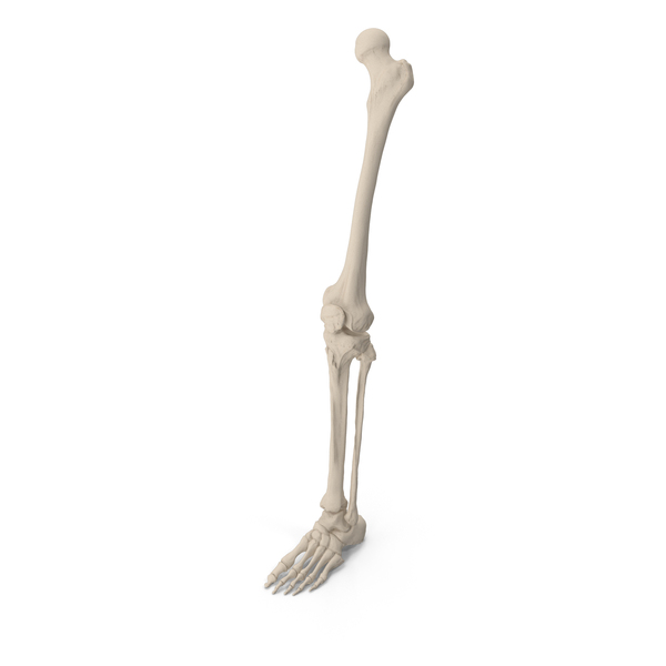 Human Leg Bones PNG & PSD Images