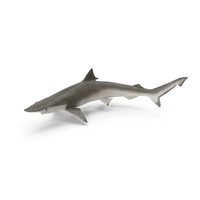 Spadenose Shark Pose PNG & PSD Images