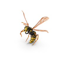 Wasp Attacking Pose PNG & PSD Images