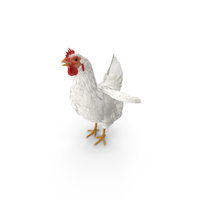 White Chicken PNG & PSD Images