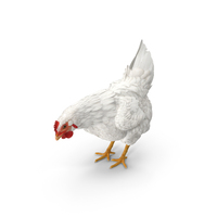 White Chicken Eating Pose PNG & PSD Images