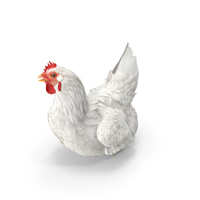 White Chicken Sitting Pose PNG & PSD Images