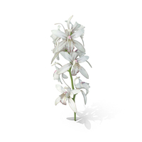 White Orchid Branch Fur PNG & PSD Images