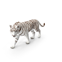 White Tiger Walkig Pose PNG & PSD Images