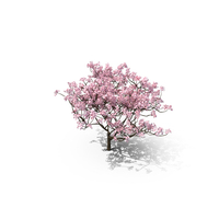 Sakura Tree PNG & PSD Images