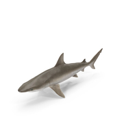 Blacknose Shark PNG & PSD Images