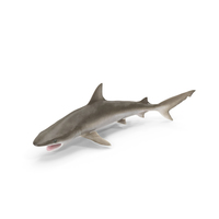 Blacknose Shark Pose PNG & PSD Images