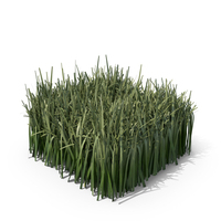 Green Long Grass PNG & PSD Images