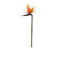 Bird of Paradise Flower PNG & PSD Images