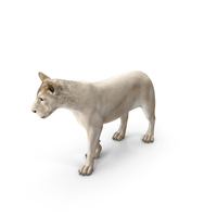 White Young Lion Walking Pose PNG & PSD Images