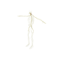 Realistic Nervous System Human Male Anatomy PNG & PSD Images