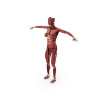 Realistic Female  Muscular System Human Anatomy PNG & PSD Images
