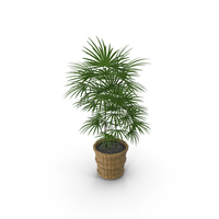 Wicker Pot And Palm PNG & PSD Images