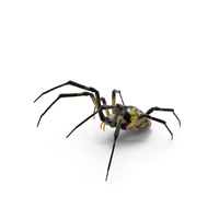 Writing Spider PNG & PSD Images