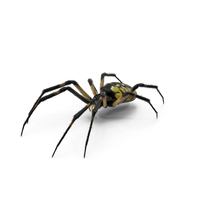 Yellow Garden Spider with Fur PNG & PSD Images