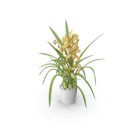 Yellow Orchid Flower Pot Fur PNG & PSD Images