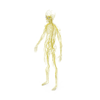 Young Boy Nervous System PNG & PSD Images