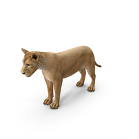 Young Lion PNG & PSD Images