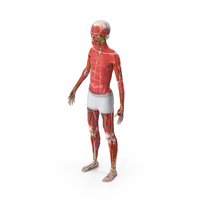 Young Man Full Body Anatomy PNG & PSD Images
