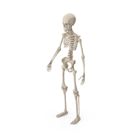 Young Man Skeleton PNG & PSD Images