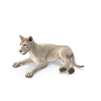 Young White Lion Lying Pose PNG & PSD Images