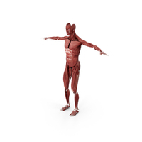 Realistic Muscular System Human Male Anatomy PNG & PSD Images