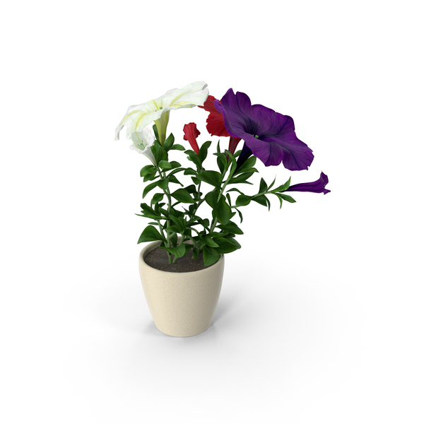 Potted Colorful Petunia PNG & PSD Images