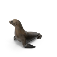 Sea Lion Pose PNG & PSD Images