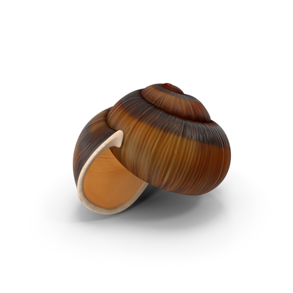 Snail Shell PNG & PSD Images