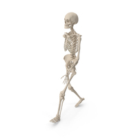 Human Female Skeleton Pose PNG & PSD Images