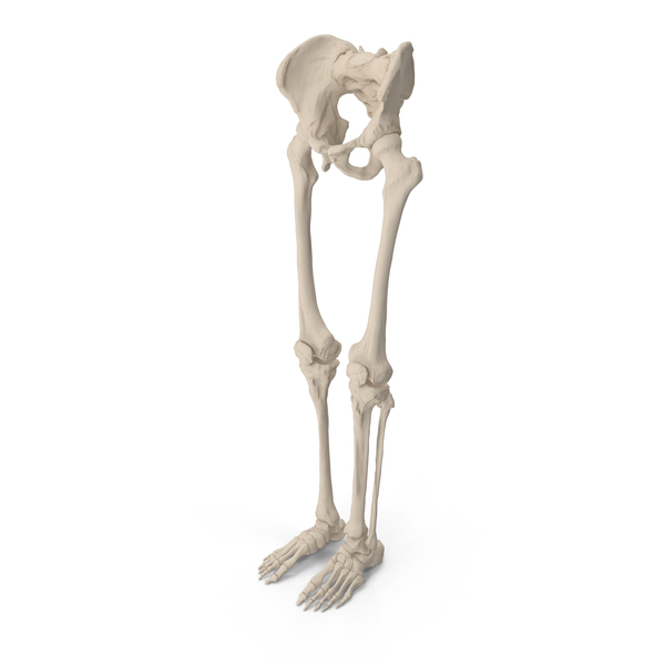 Human Male Lower Body Skeleton PNG & PSD Images