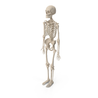 Human Male Skeleton PNG & PSD Images