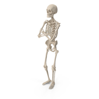 Human Male Skeleton Pose PNG & PSD Images