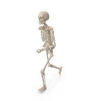 Human Male Skeleton Pose PNG & PSD Images