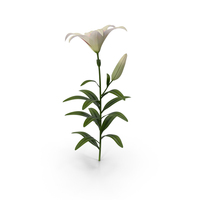 White Asiatic Lily PNG & PSD Images