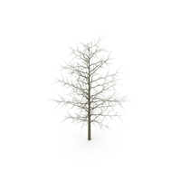 Red Oak Young Tree Winter PNG & PSD Images