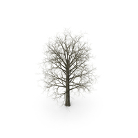Red Oak Tree Winter PNG & PSD Images