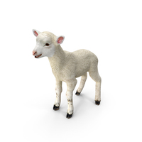 Lamb PNG & PSD Images