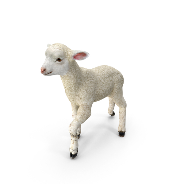 Lamb Pose PNG & PSD Images