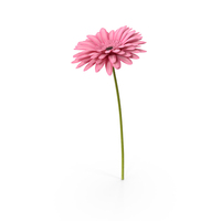 Pink Gerbera Flower PNG & PSD Images