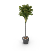 Potted Palm PNG & PSD Images