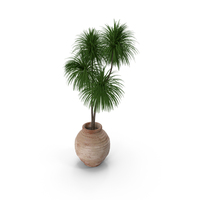 Potted Dwarf Palm PNG & PSD Images