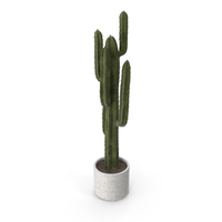 Potted Mexican Cardon Cactus PNG & PSD Images