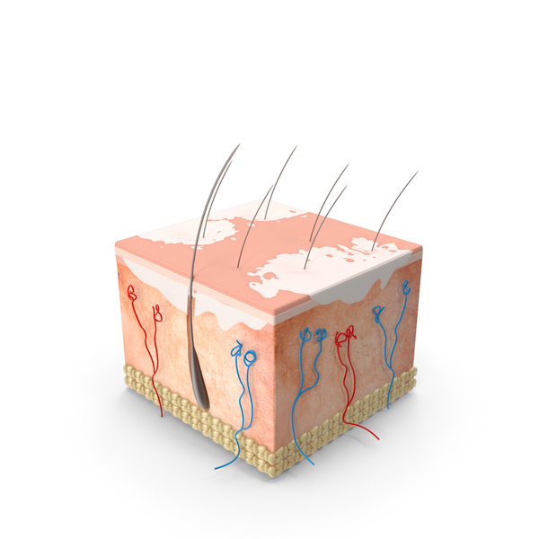 Cross Section of Human Skin PNG Images & PSDs for Download | PixelSquid ...