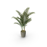 Potted Areca Palm PNG & PSD Images